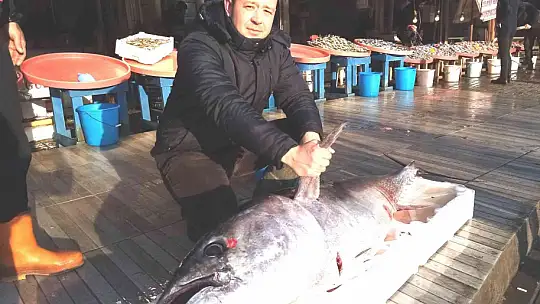 100 kiloluk torik ağlara takıldı