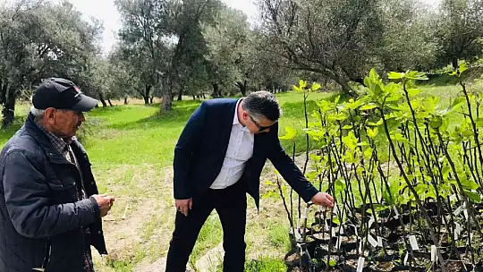 Ayvalık'ta incir demonstrasyon bahçesi