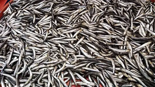 Fırtına balık tezgahlarına esti