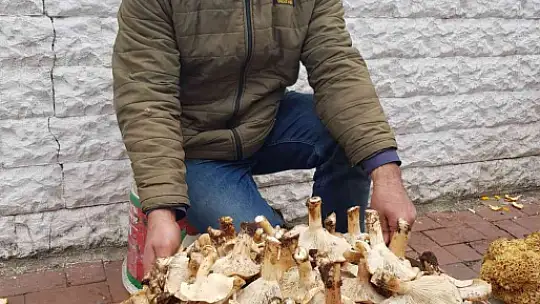 Mantar 50 liradan pazara indi