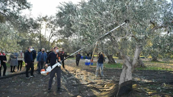 Balıkesir Valisi Şıldak zeytin hasadı yaptı