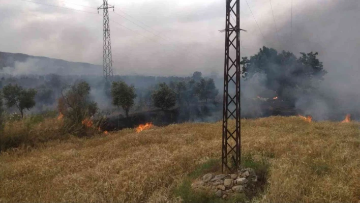 Bozdoğan'da zirai alanda yangın çıktı