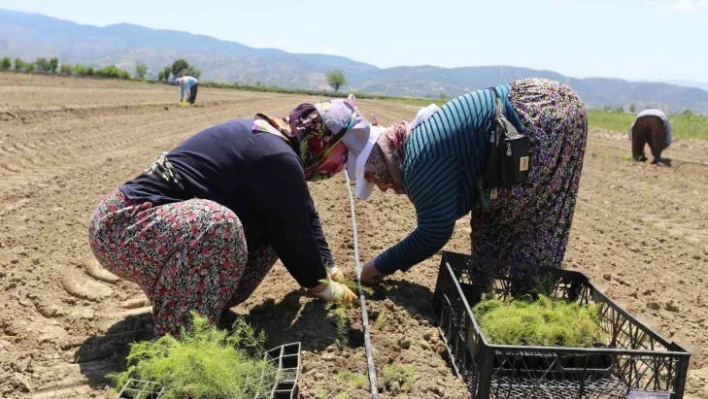 Efeler'in yetiştirdiği tarım ürünlerine Kuşkonmaz eklendi