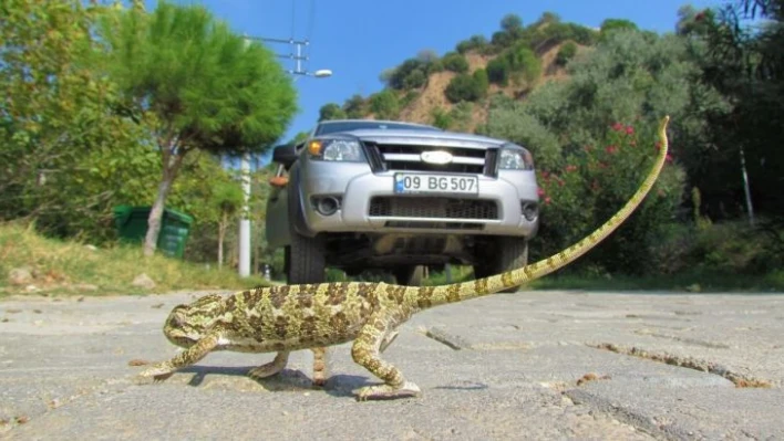 EKODOSD, biyolojik çeşitliliğe dikkat çekti