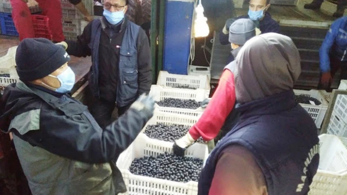 Erdek'te zeytin hasadında sona gelindi