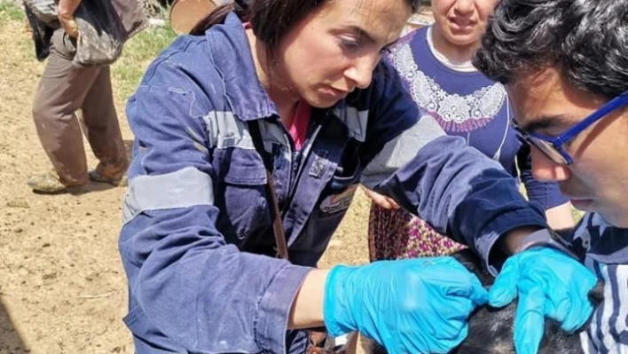 Gediz'de İlçe Tarım ve Orman Müdürlüğü ekiplerinden aşılama ve küpeleme çalışmaları