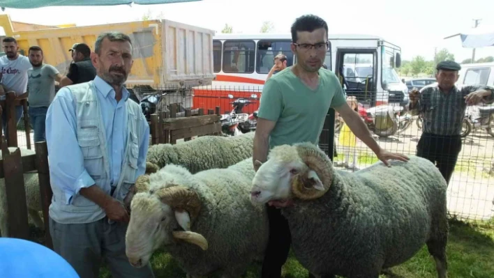 İvrindi'de 170 kiloluk koçlar ilgi odağı oldu