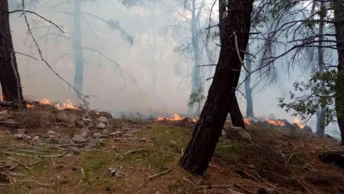 İzmir'in iki ilçesindeki orman yangını da kontrol altına alındı