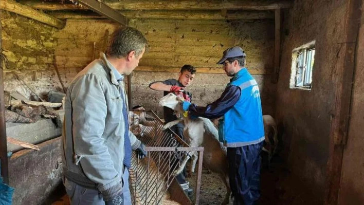 Şaphane'de küçükbaş hayvan küpeleme ve aşılama çalışmaları